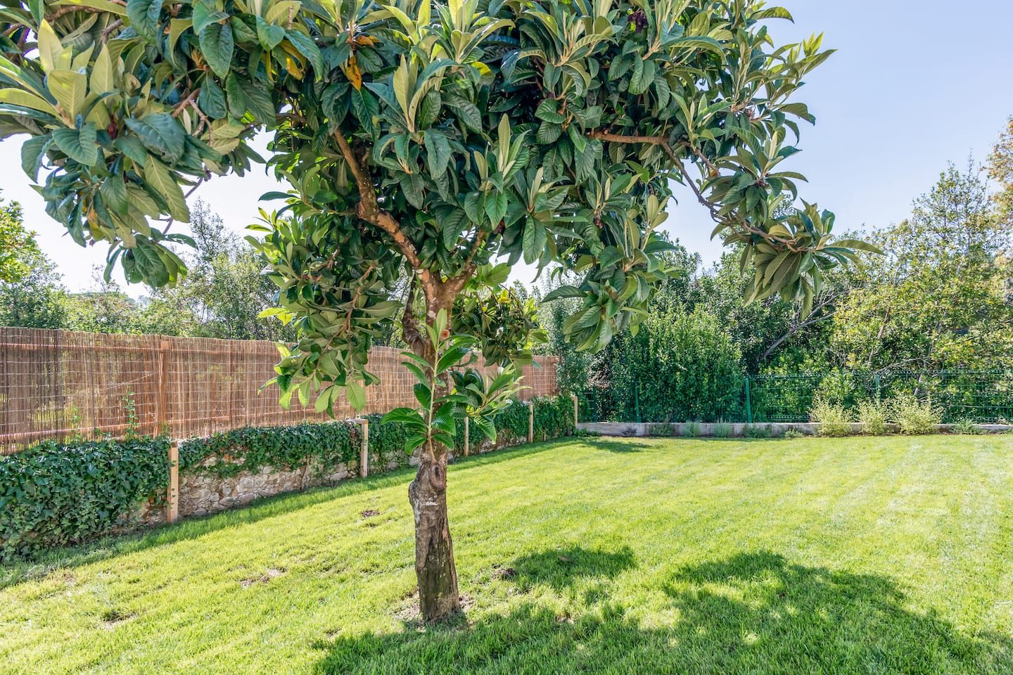 Backyard and garden area